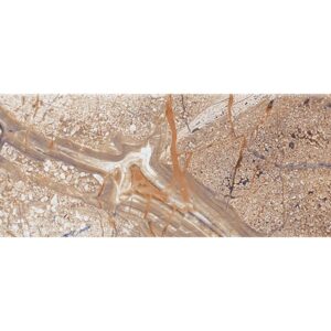 CTM Viena Marron Ceramic Wall Tile - 200 x 600mm
